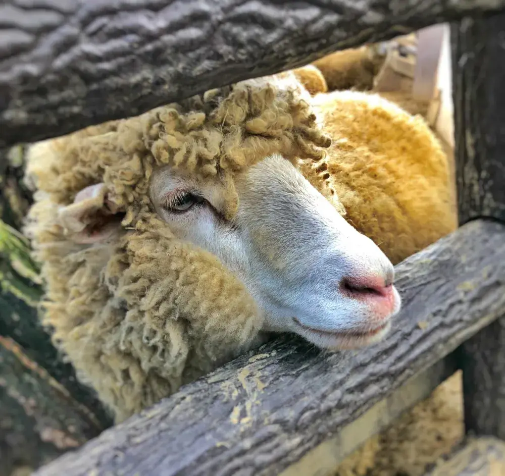 施設内における動物の世話係(=^・・^=)♪