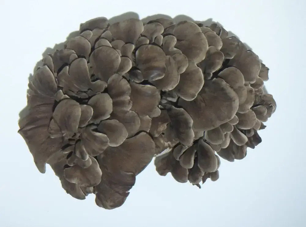 食の未来を支える仕事！黒舞茸の植菌スタッフ（契約社員）