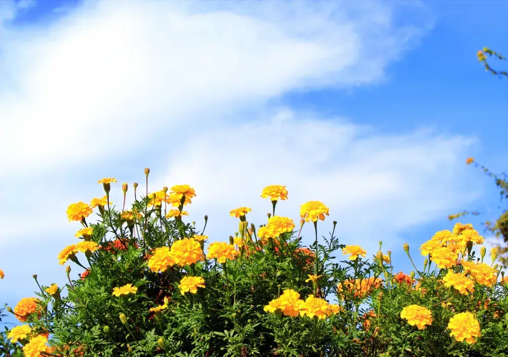 お菓子を包むかんたん軽作業♪／製菓工場スタッフ