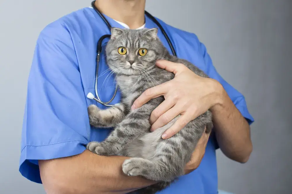 未経験からでもOK！動物看護師・ケアスタッフ募集